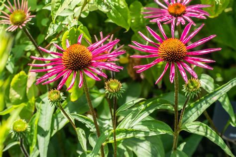 pico bella pica vandebergstraaar|Learn about Echinacea purpurea 'Pica Bella' .